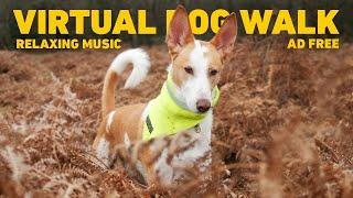 [NO ADS] Dog TV for Dogs  Virtual Dog Walk - Walking in Nature  Relaxing Music for Dogs