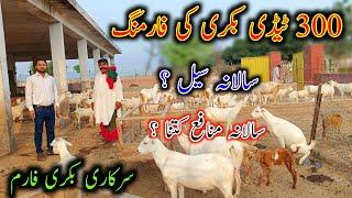 Teddy Goat Farming Buisness in Pakistan|| Goat Farming Buisness|| Feasibility Of Goat Farm