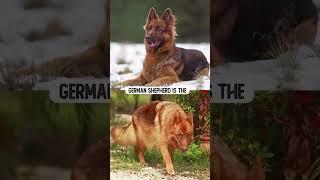 8 True German Shepherd Facts that few people know!