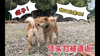 田园犬二毛这个狗东西，再次凭实力被遣返，身价和脾气翻一番！