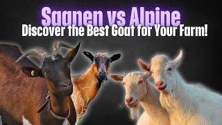 Saanen Goats vs Alpine Goats | Key Differences Every Farmer Should Know!