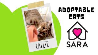 ADOPTABLE CALLIE