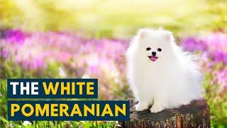 White Pomeranian: What You Should Know About This Fluffy, Snowy Toy Dog!