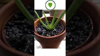 Medicinal properties of aloe vera Benefits of planting aloe vera