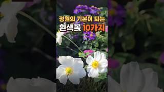 정원의 기본이 되는 흰색꽃 10가지