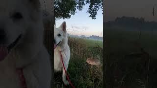 Natürliche Dekoideen  Inspiration  pur  Herbstdeko  Conny dekoriert