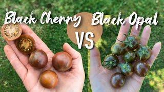 Black Cherry vs Black Opal - Kurzer Sortenvergleich