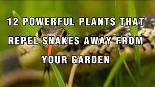 12 Powerful Plants That Repel Snake Away From Your Garden #plants #gardening #gardeningideas