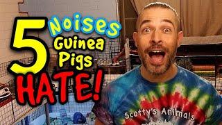 5 Noises Guinea Pigs HATE + 5 Sounds They LOVE