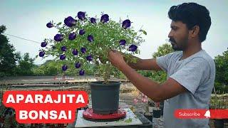 How to make a Aparajita bonsai  ( Clitoria ternatea ) ️ How to make Aparajita Plant bushy