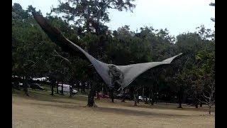 Hard releasing 3 flying-foxes:  Crescent, Bondie and Sinclair