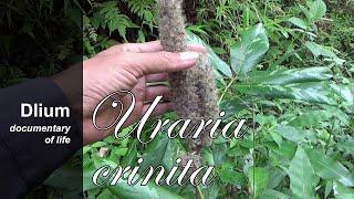 Asian foxtail (Uraria crinita) - part 2