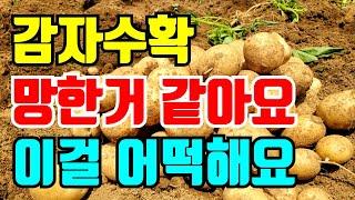 감자수확시기 망한거같아요 두백감자, 설봉감자 어쩌지요
