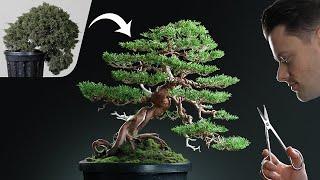 Reviving a Diseased and Neglected Juniper Bonsai