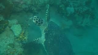 Osian life and natural documentary- Amazing video 2022 seen This video