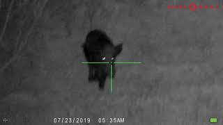 Sightmark Wraith HD -  Craig Meyer - Monster Boar Shot 96 yards - POF 308