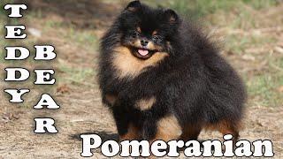 Pomeranian dog | Teddy Bear Pomeranian. #pomeranian #cutepomeranian #pomeraniandog