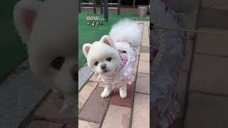 지금 당장 사랑하는 사람에 이영상을 보내보세요 #샤샤의하루 #cute #love #happy