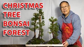 How to make Alberta Spruce (Christmas tree) bonsai forest.