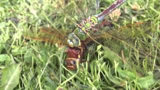 Attack Killer DragonFly - with 'happy end'...