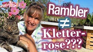 Für RamblerROSEN Fans: So verschönerst Du Deinen Gartenzaun total attraktiv ####