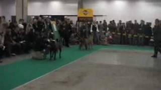 Dogo Canario - World Winner (Males)