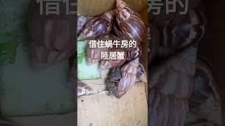 借住一下