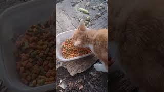 TRYING DIFFERENT FOOD.  #catland #feralcats #kittens #cats