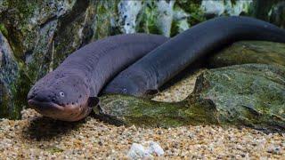 The electric eel, Catch an Electric Eel ? (Electrophorus electricus)