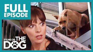 Dog Jumps Out the Window Causes Serious Injuries | Full Episode | It's Me or the Dog