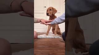 It’s so cute. #shortvideo #pets #animals #cute #shorts #dog #cutepet