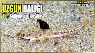 Üzgün Balığı Hakkında Bilgi | Callionymus pusillus | Akdeniz Balıkları
