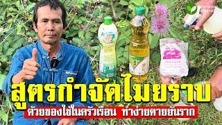 สูตรกำจัดไมยราบ ทำง่ายๆด้วยของใช้ในครัวเรือน #ไมยราบ #กำจัดไมยราบ #แนวทางเกษตร #อนิติ