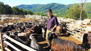 LA MUNTE,CAPRE GHIAUSE CARPATINE LA STANA.CIOBANUL MARIN CHIOJDEANU NE PREZINTA ANIMALELE.