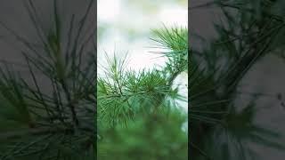 Beautiful Dharamkot | Dharamkot Vlog