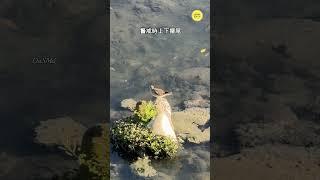 【賞鳥活動】鷹斑鷸｜上下擺尾好逗趣