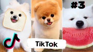 Funny TikTok Dogs That Will Make You Laugh Out Loud 