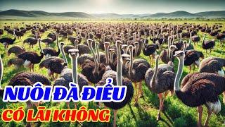 Nuôi Đà Điểu Có Hiệu Quả Không Nuôi Con Gì Có Lợi Nhuận Cao