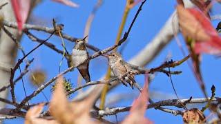 First Day Off the Nest! Autumn, Forest, and Olive in the Liquid Amber Tree. #hummingbirds #chicks