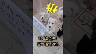 강아지 사랑으로 잘 키우실 애견인 찾습니다! #강아지분양 #무료분양