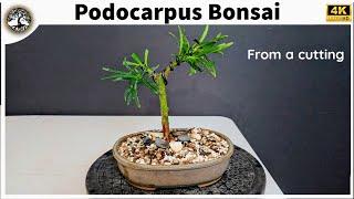 Podocarpus Bonsai - from cutting