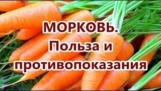 МОРКОВЬ. Польза и противопоказания. Как правильно употреблять морковь.