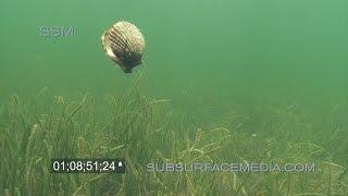 Swimming Bay Scallops Homosassa Florida