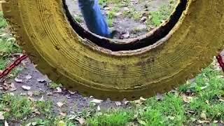 Пражский крысарик преодолевает препятствия.