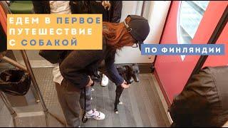 Первое путешествие с собакой | поезд и ночевка в airbnb