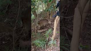 ハゲ山で雌鹿を捕獲 #くくり罠 #有害鳥獣駆除 #自然 #狩猟 #ジビエ #animals #鹿