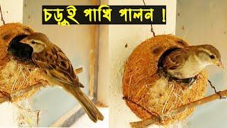 চড়ুই পাখি পালন পদ্ধতি | এক চড়ুই দম্পতির অসমাপ্ত জীবন কাহিনী | Bird Story - 14 |Sparrow |পাখির গল্প