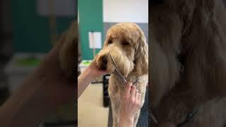 Head & face trim | Goldendoodle