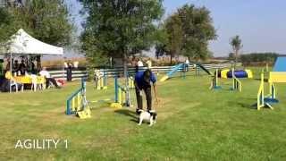 Spotty al Crazy Jumpers di Chivasso, jumping 1 e agility 1, 3º classificato
