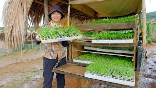 Building and Caring for Seedling Nurseries Goes To Market Sell - Cooking, Daily Life | Tieu Lien